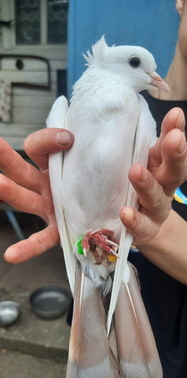 Петух и голубь