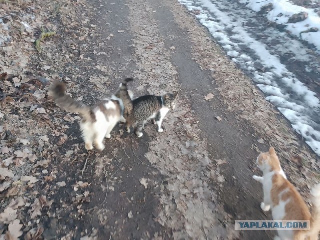 Жизнь домашнего приюта для котеек 574