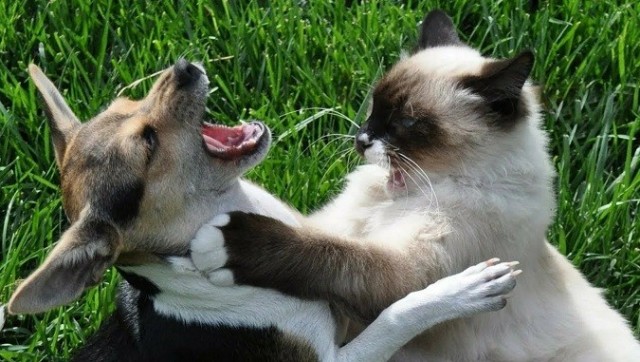 Собакочетверг же, но кошку из фото не выкинешь