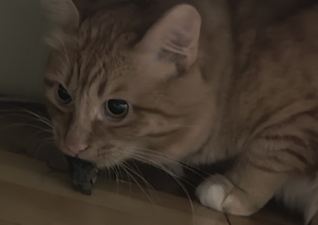Котовторник. Бог пришёл