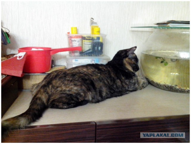 Котовторник 6.05.2014