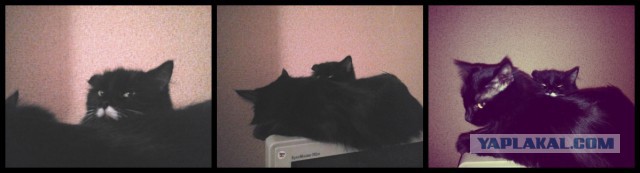 Котовторник 21.10.2014
