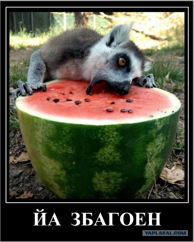 Весёлое из сети