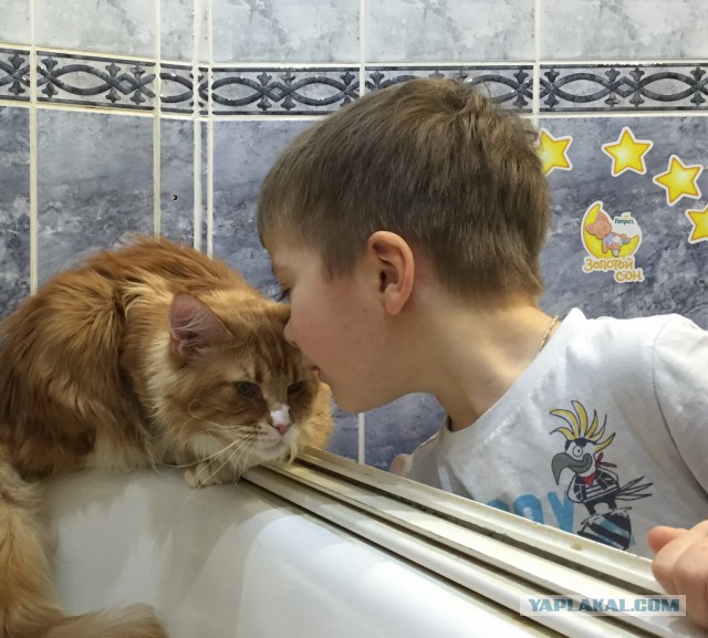 Котовторник