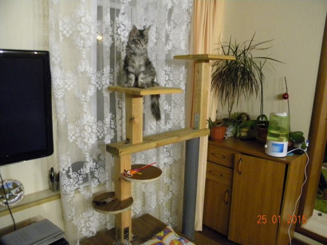 Котовторник
