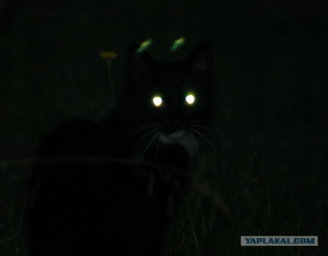 Случайно ночью нашел