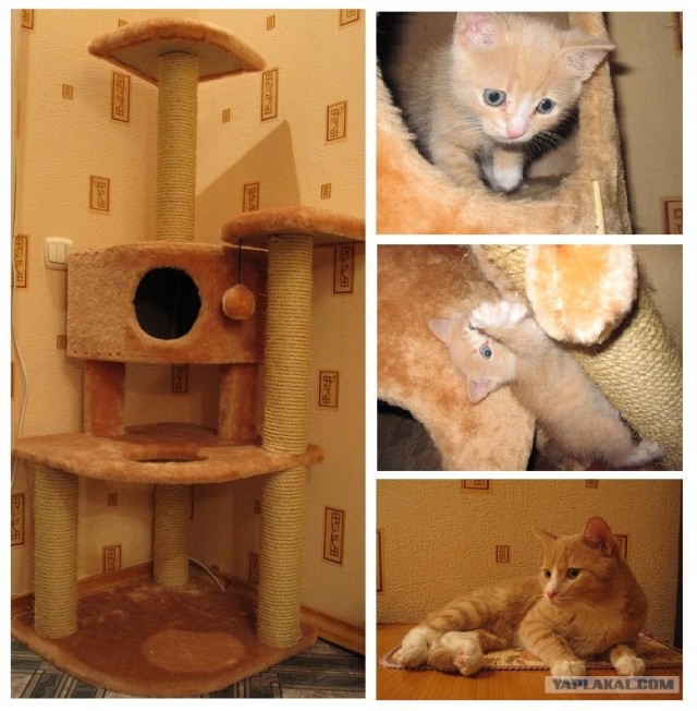 Домик для котейки