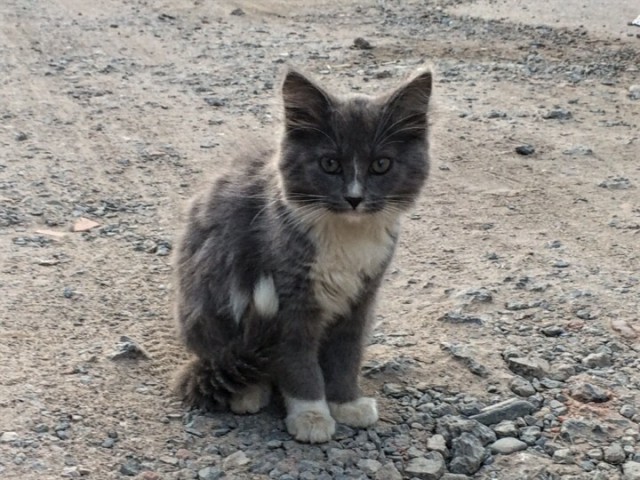 Котовторник