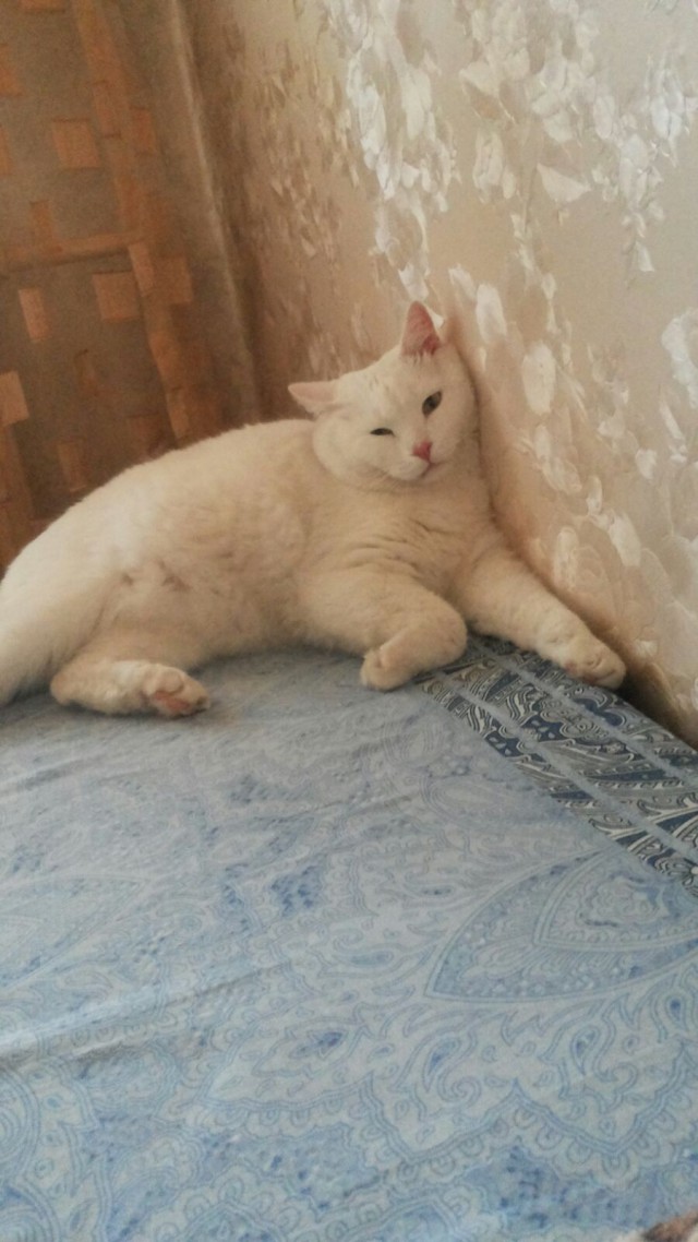 Котовторник 06.10.2015