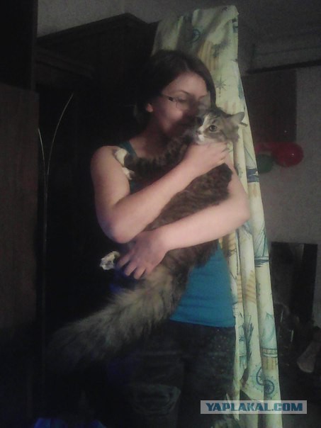 Пропала кошка