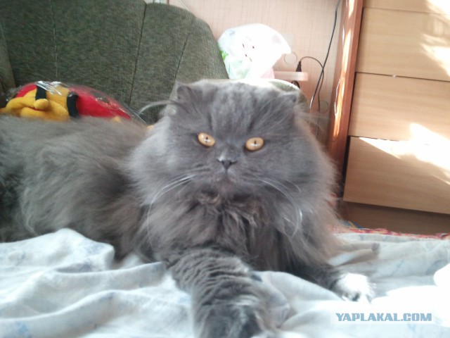 Котовторник 24.11.2015
