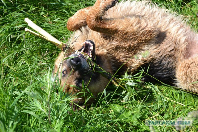 Собакочетверг же, ау!