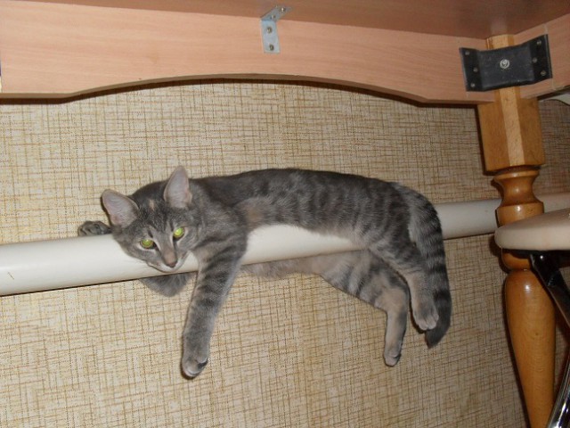 Котооо-о-о-вторник