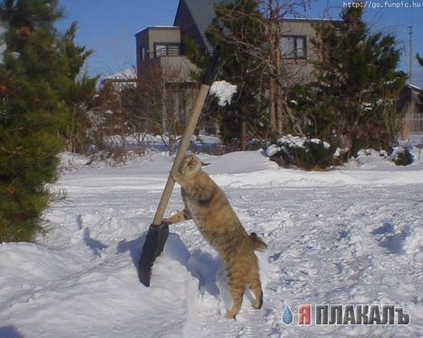 Расчистка территории