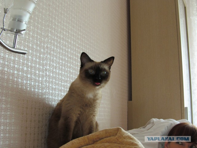 Интересные факты о сиамских кошках