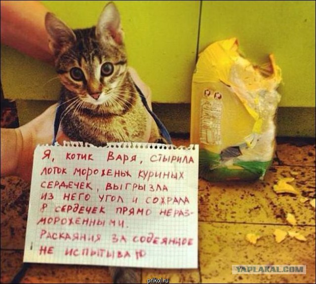 Стыдоба-то какая...