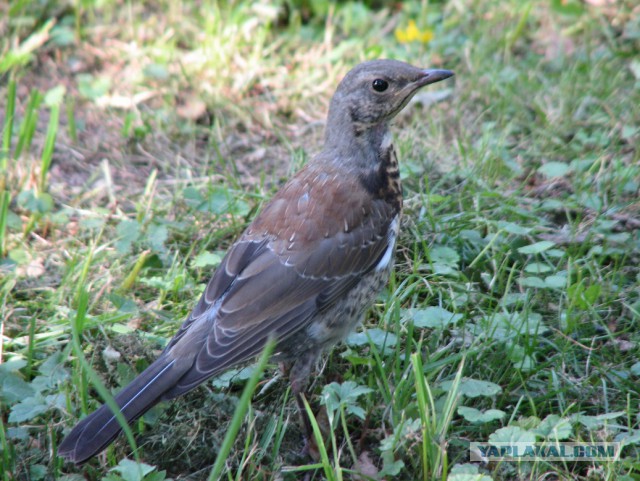 Каких птиц вы видите в городе?