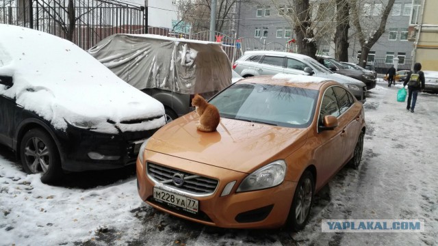 Нравятся ли Вам рыженькие?