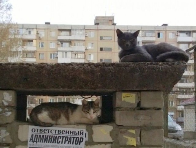 Подборка интересных и веселых картинок