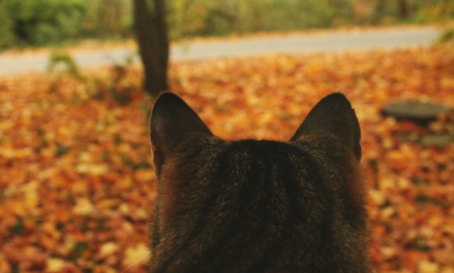 Осеннему котовторнику быть!