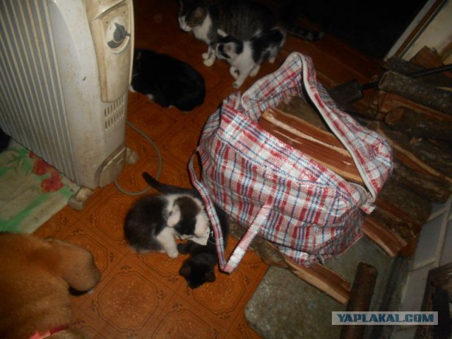 Жизнь домашнего приюта для котеек 189