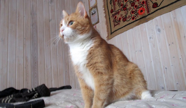 Котовторник 20.02.18