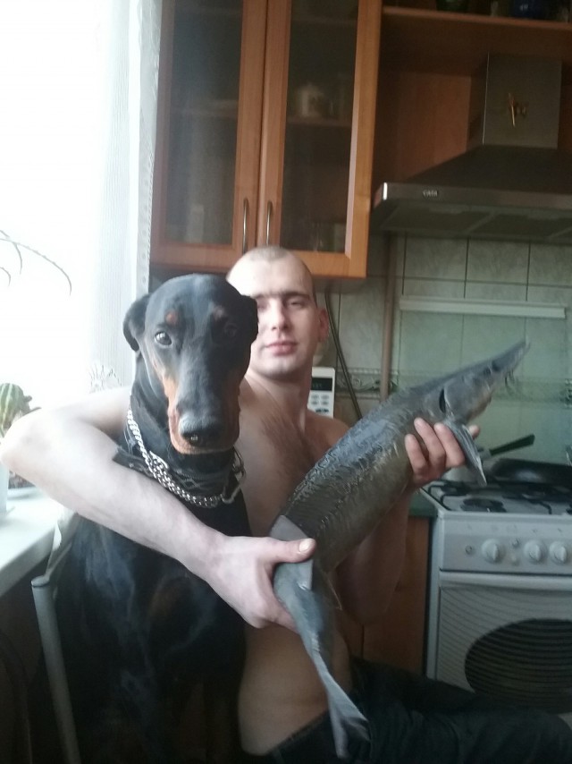 Живность из сети