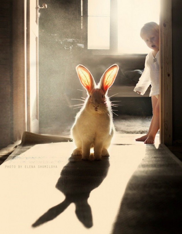 Живность из сети