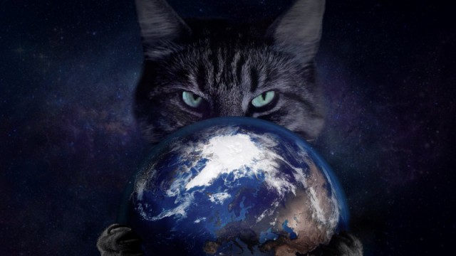 Прикольных котов пост
