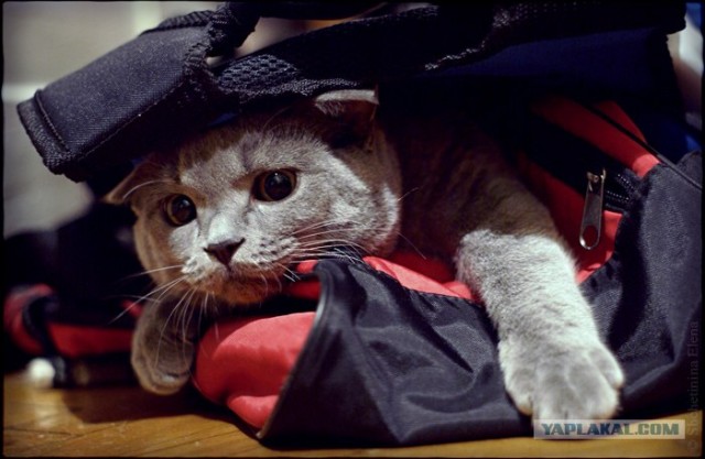 Уррааа! Котовторник на ЯПлакалъ!