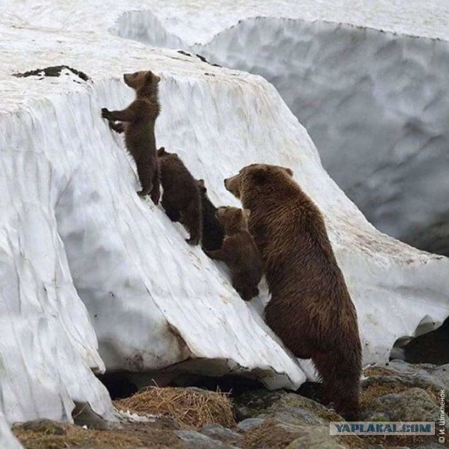Немного милых жипегов