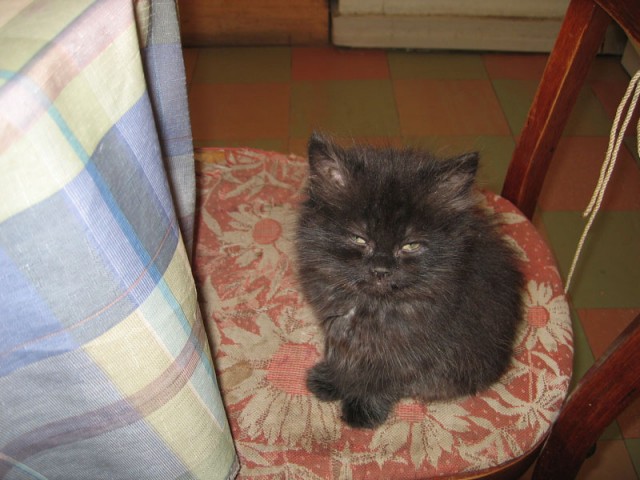 Котовторник