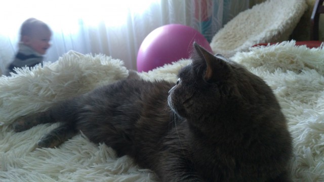 Котовторник 11.09.18.