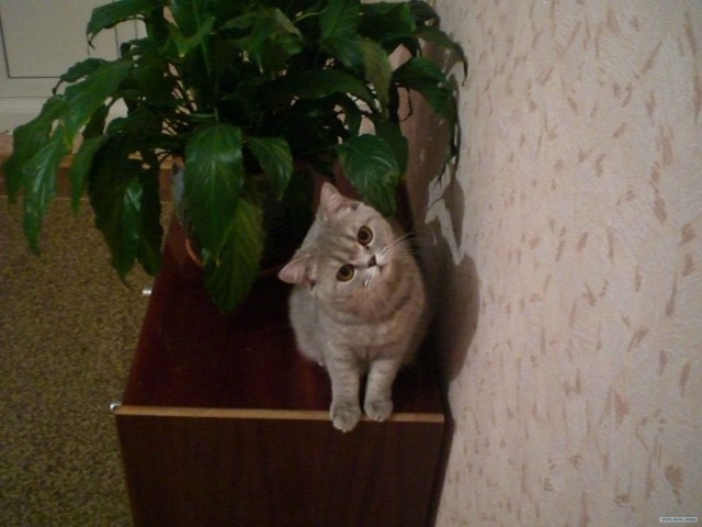 Котовторник 4.01.2011 - первый котовторник года
