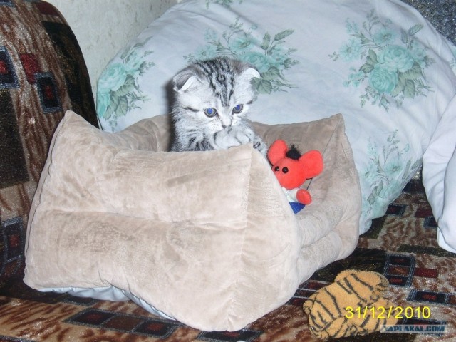 Котовторник 25.01.2011