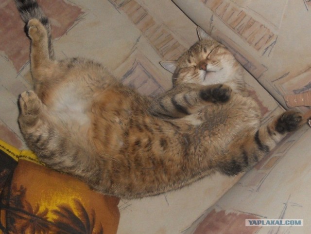 Котейкин вторник! Космический 12.04!