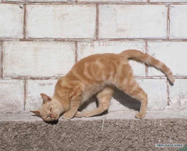 Котовторник 22.11.11