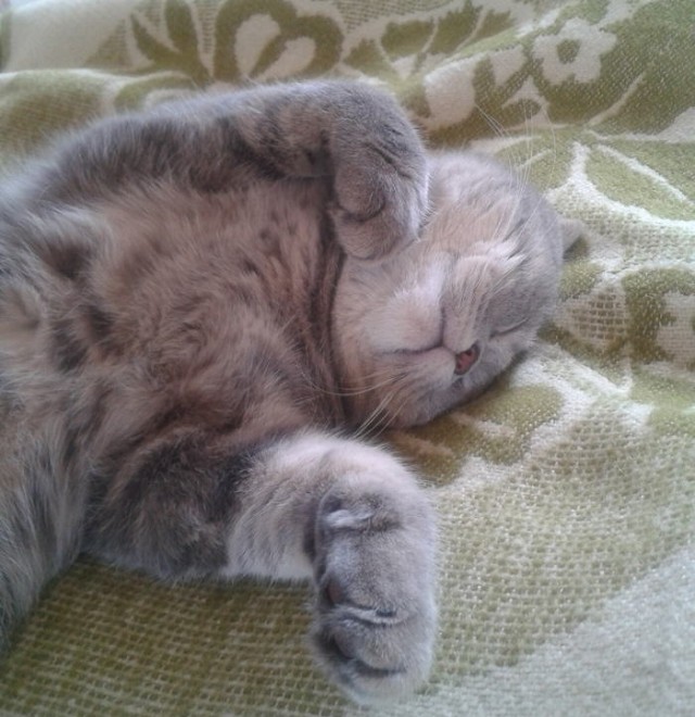 Котовторник 06.12.2011