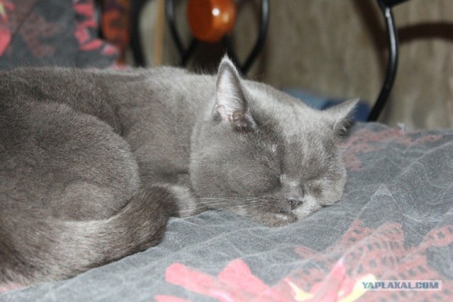Котовторник (24. 01. 2012 )
