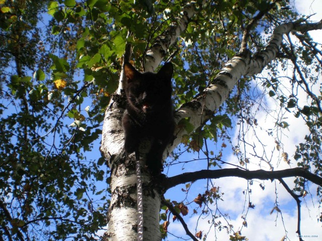 КОТОВТОРНИК (6.03.2012)