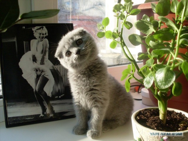 Котовторник   5.06.2012