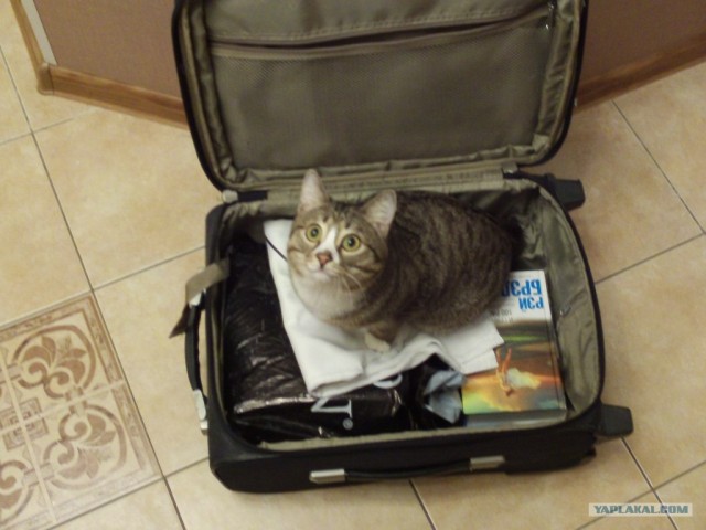 Котовторник 07.08.2012