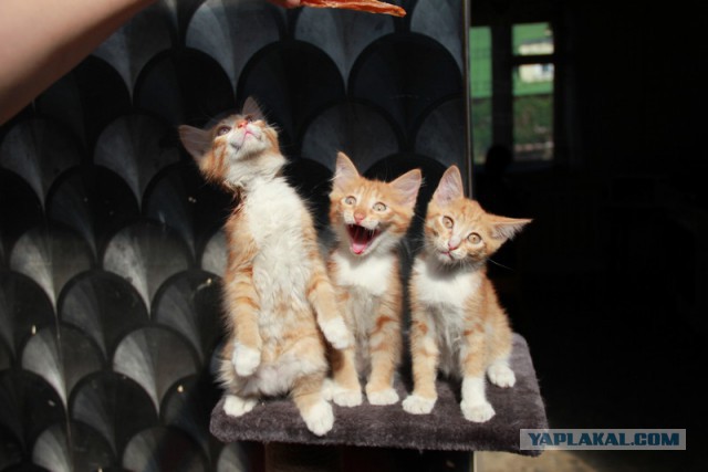 Котовторник 29.01.2019!