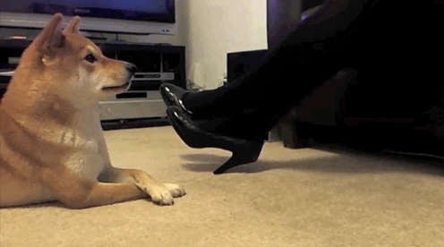 Собака - кривляка