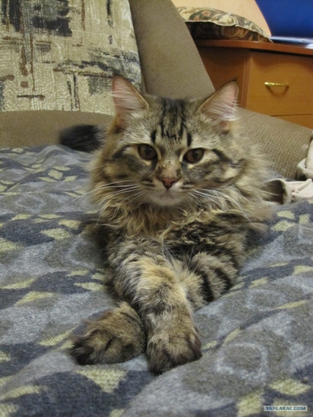 16 лучших котов сезона