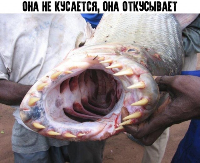 Не очень адекватный юмор