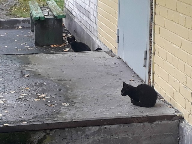 Забавные фото котеек
