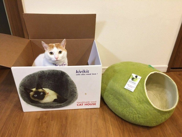 Коты из сети