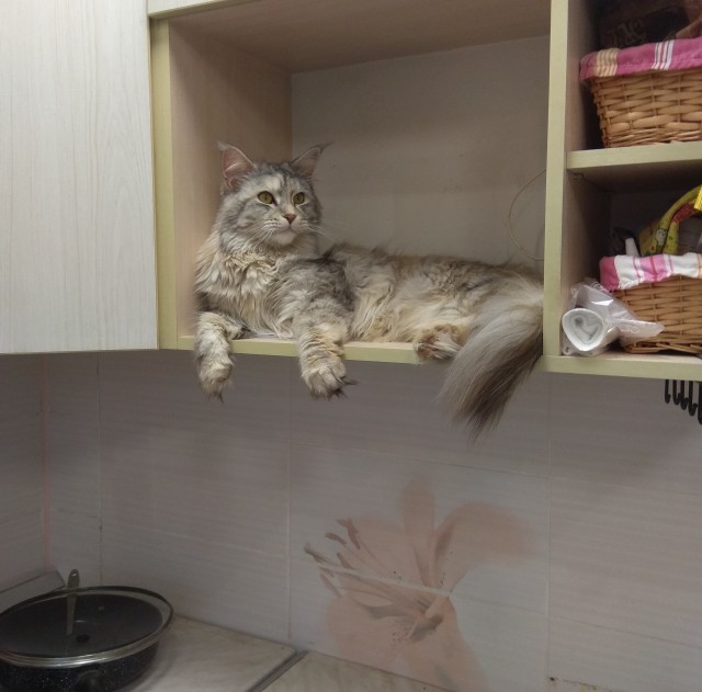 Давайте по котикам, которые с нами на самоизоляции