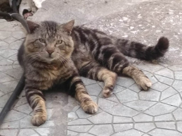 Котовторник 17.11.20